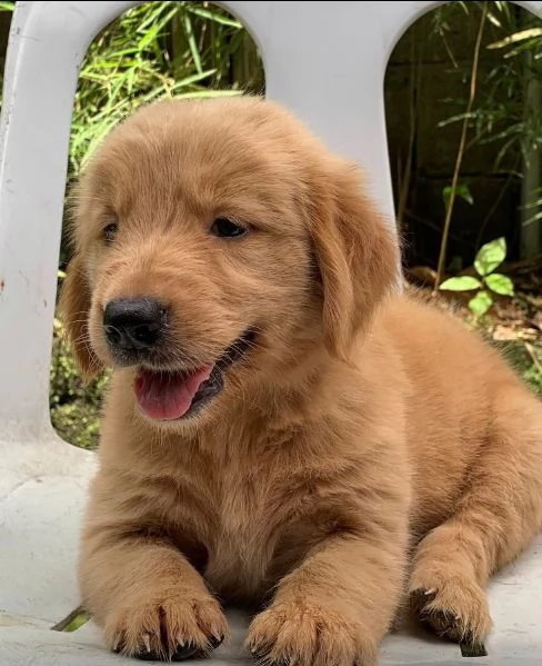 Golden Retriever cuccioli maschio e femmina