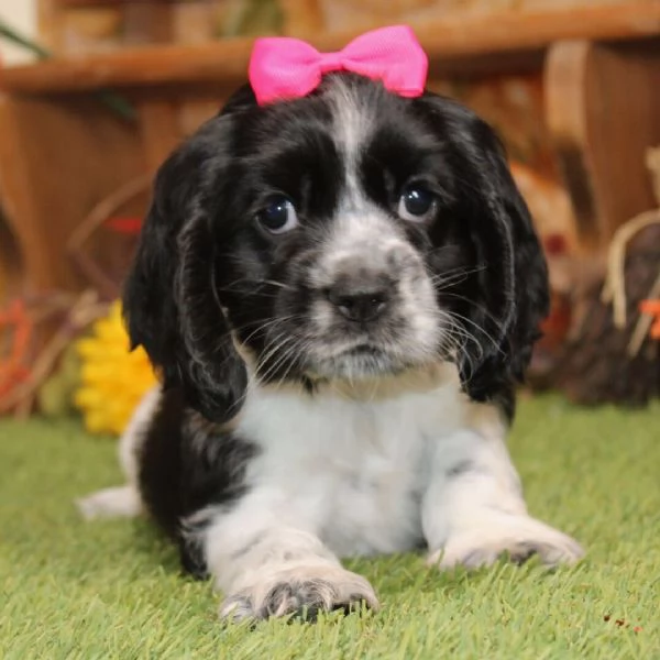 Cocker spaniel cuccioli maschio e femmina | Foto 0