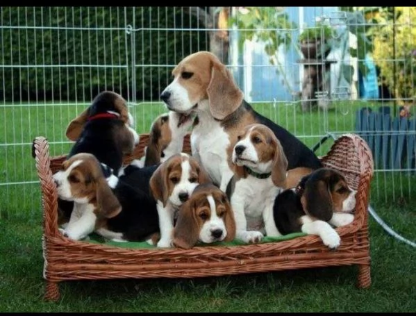 Beagle cuccioli maschio e femmina | Foto 1