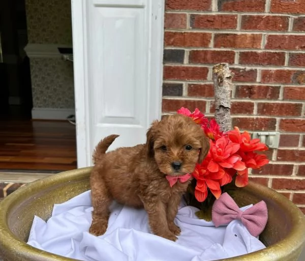 Goldendoodle nana  cuccioli maschio e femmina | Foto 0