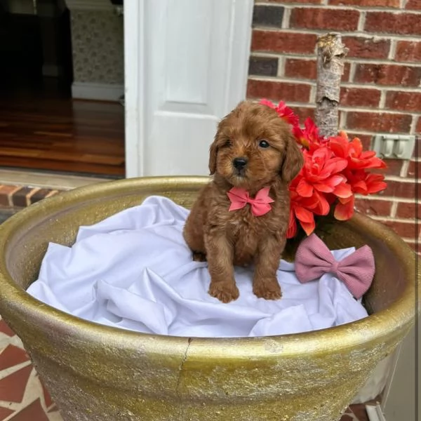Goldendoodle nana  cuccioli maschio e femmina