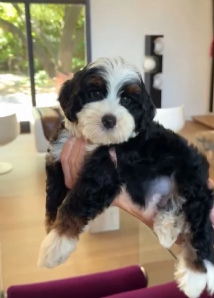 Bernedoodle cuccioli maschio e femmina | Foto 0