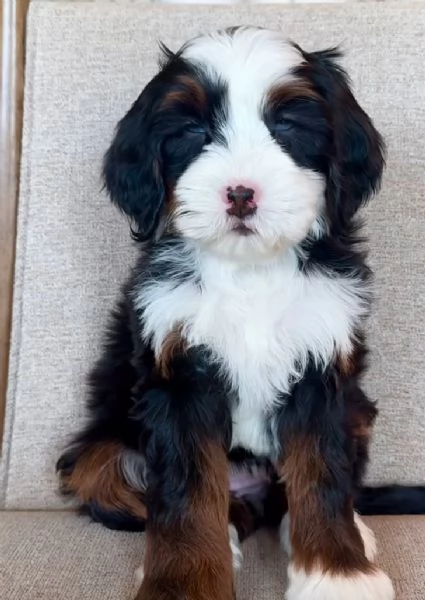 Bernedoodle cuccioli maschio e femmina
