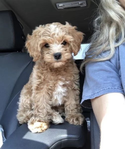 Cavapoo cuccioli maschio e femmina | Foto 0