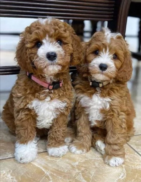 Cavapoo cuccioli maschio e femmina