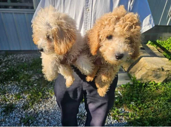 Bichonpoo  cuccioli maschio e femmina | Foto 0