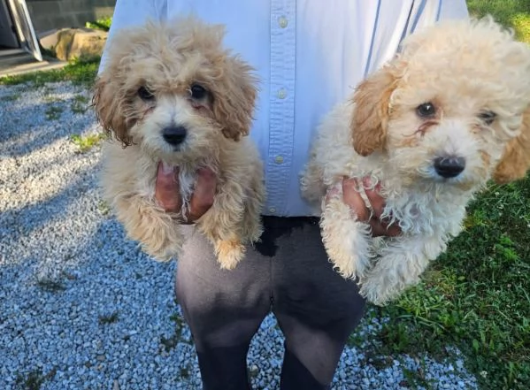 Bichonpoo  cuccioli maschio e femmina
