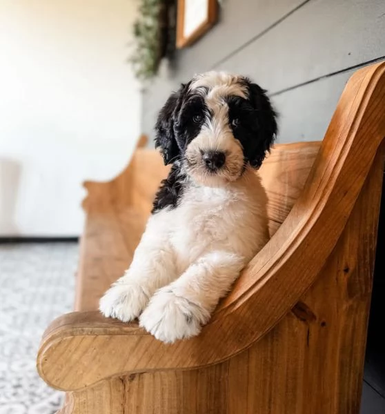 Sheepadoodle cuccioli maschio e femmina | Foto 0