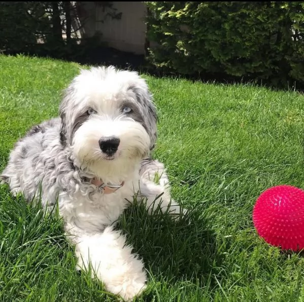 Sheepadoodle cuccioli maschio e femmina