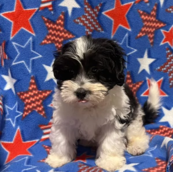 Shihpoo cuccioli maschio e femmina | Foto 0