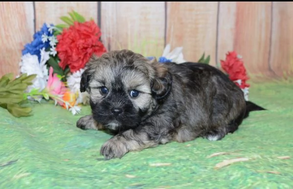 Shihpoo cuccioli maschio e femmina