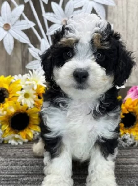 Aussiedoodle  cuccioli maschio e femmina | Foto 0