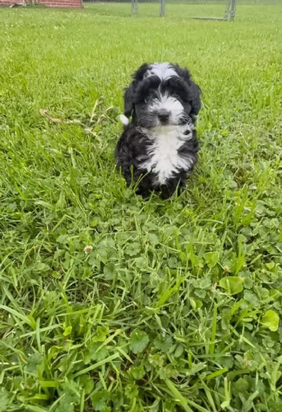 Aussiedoodle  cuccioli maschio e femmina