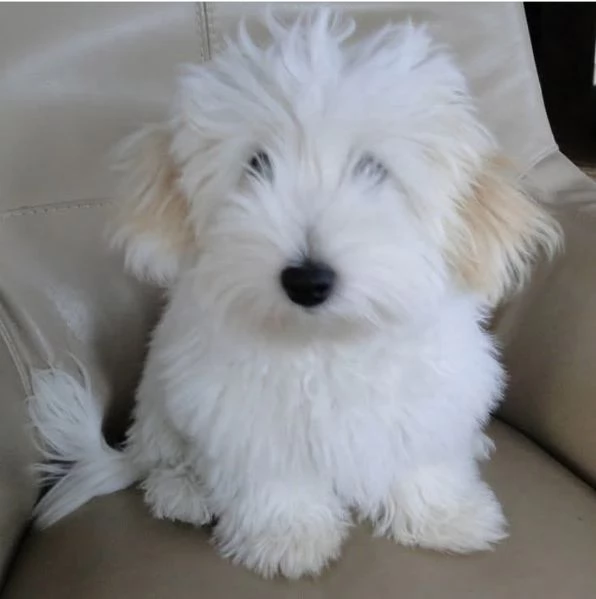 Coton de tulear cuccioli maschio e femmina