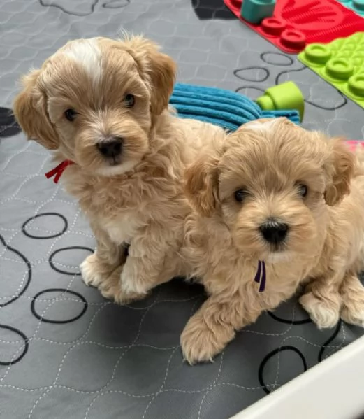 Havapoo  cuccioli maschio e femmina