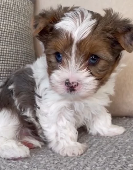 Morkie cuccioli maschio e femmina | Foto 0