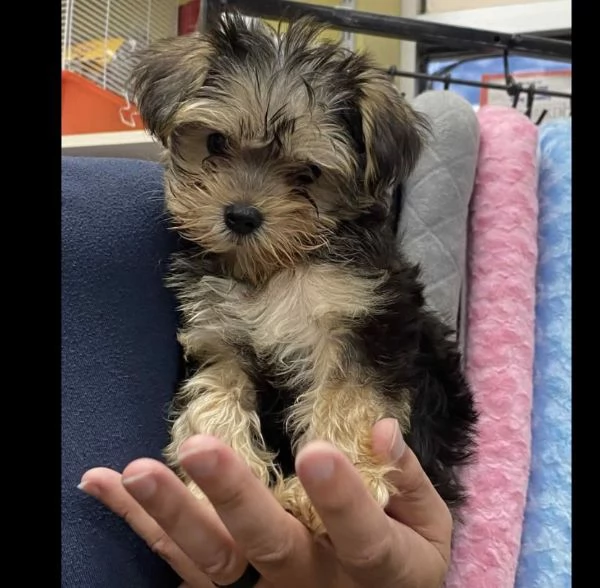 Morkie cuccioli maschio e femmina