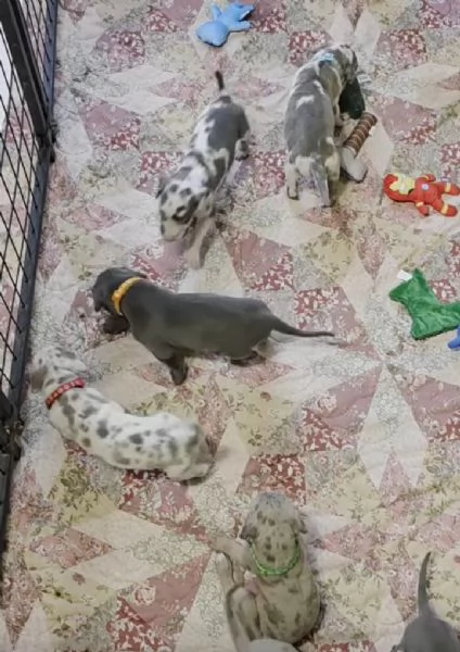 Great Dane  cuccioli maschio e femmina | Foto 0