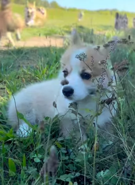 Pembroke welsh corgi cuccioli maschio e femmina | Foto 0