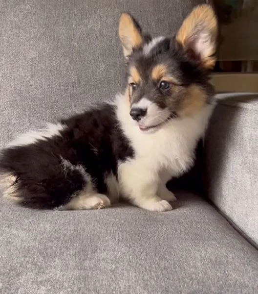 Pembroke welsh corgi cuccioli maschio e femmina