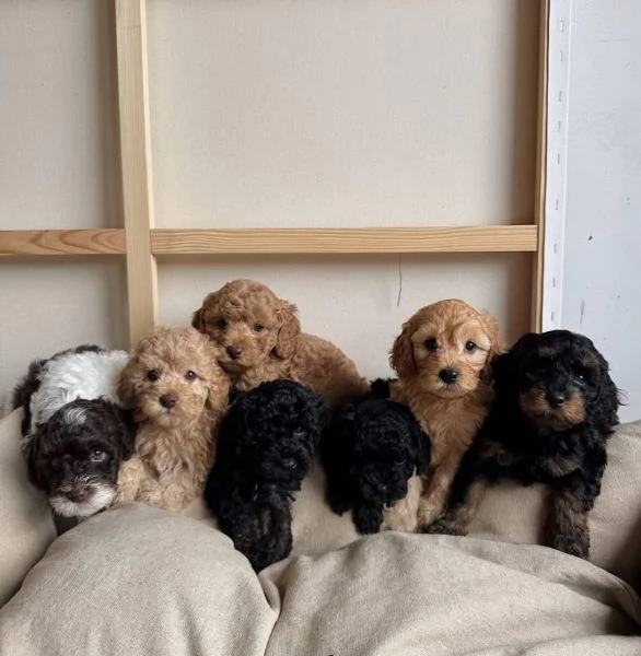 Cockapoo  cuccioli maschio e femmina | Foto 1