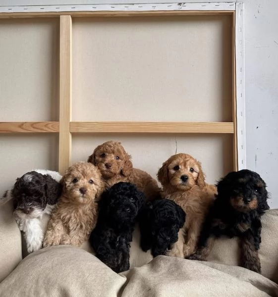 Cockapoo  cuccioli maschio e femmina | Foto 0