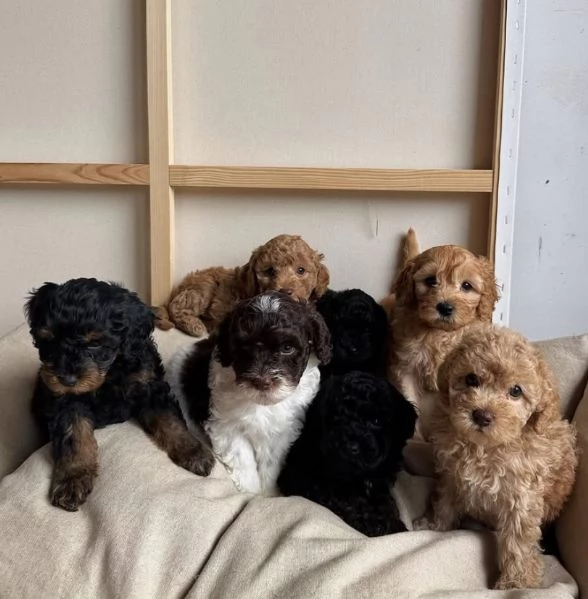 Cockapoo  cuccioli maschio e femmina