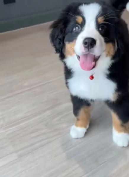 Bernese maointain dog  cuccioli maschio e femmina | Foto 0