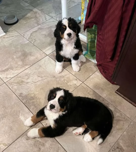 Bernese maointain dog  cuccioli maschio e femmina