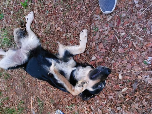 Adozione per Candy dolce cagnolina | Foto 2
