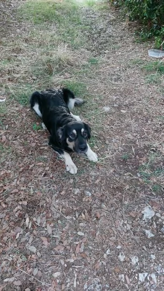 Adozione per Candy dolce cagnolina | Foto 0