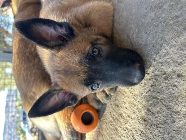 Cuccioli di Pastore Belga Malinois  | Foto 1