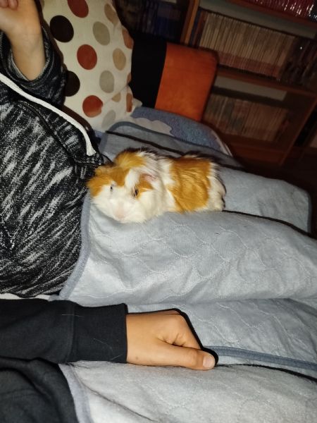 Regalo due cavie peruviane a pelo medio | Foto 2