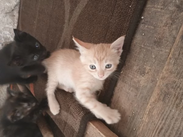 4 adorabili gattini