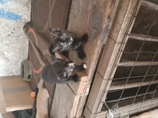 4 adorabili gattini | Foto 4
