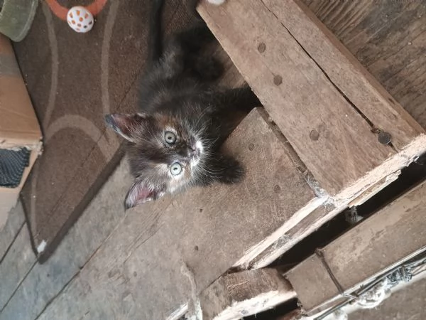4 adorabili gattini | Foto 3