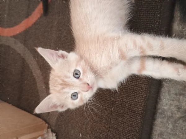 4 adorabili gattini | Foto 2