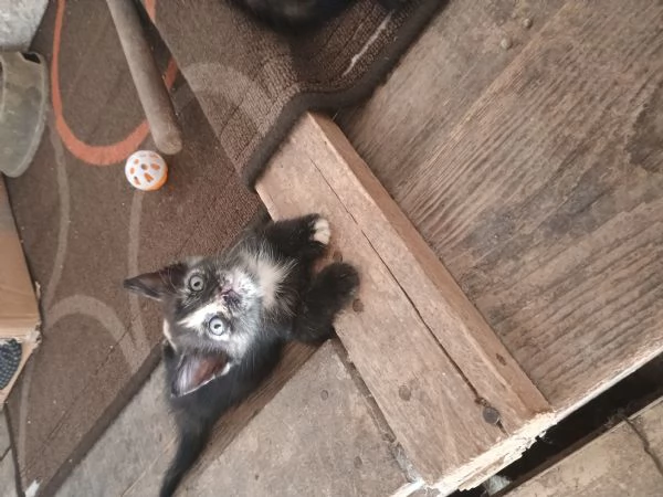 4 adorabili gattini | Foto 1