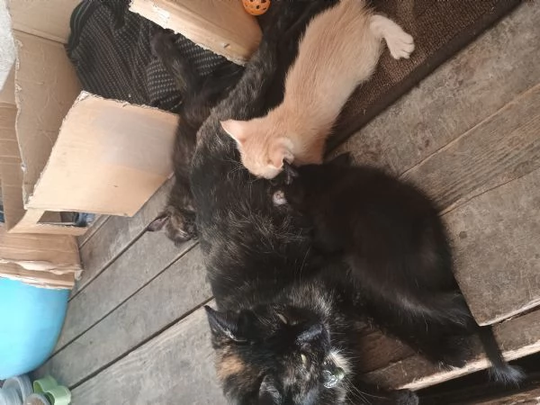 4 adorabili gattini | Foto 0