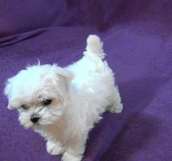Maltese cuccioli maschio e femmina | Foto 0