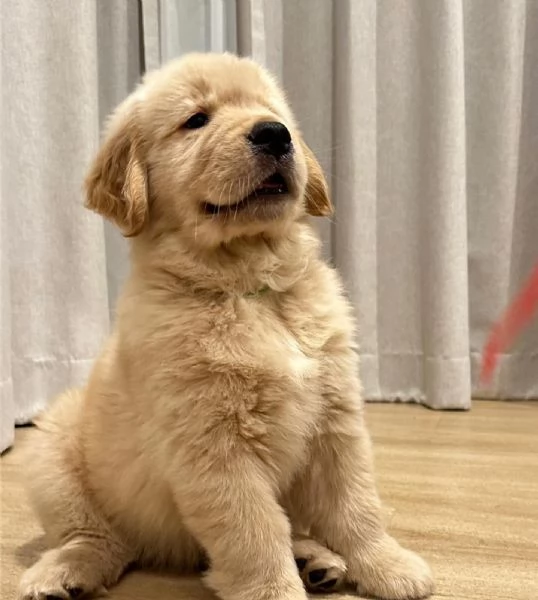 Golden retriever cuccioli | Foto 0