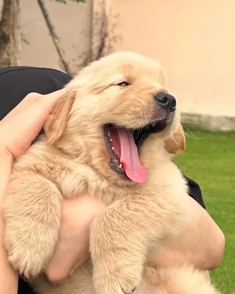 Cuccioli di Golden Retriever ENCI | Foto 0