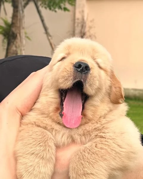 Cuccioli di Golden Retriever ENCI