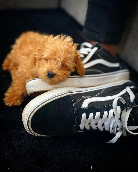 cuccioli di barboncino toy