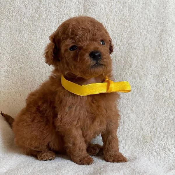 bellissima cucciola barboncina femmina | Foto 2