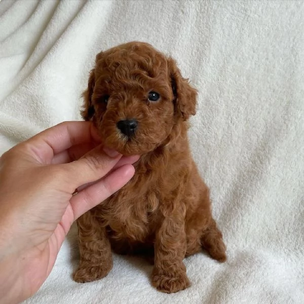 bellissima cucciola barboncina femmina | Foto 0