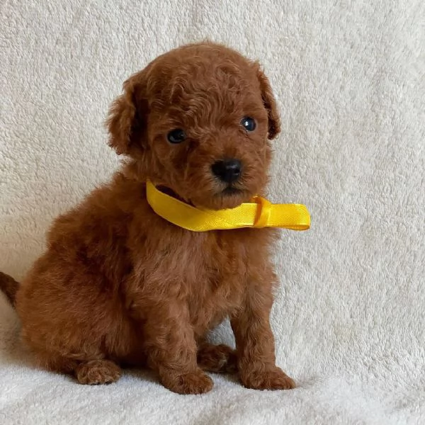 bellissimi cuccioli di Barboncino | Foto 1