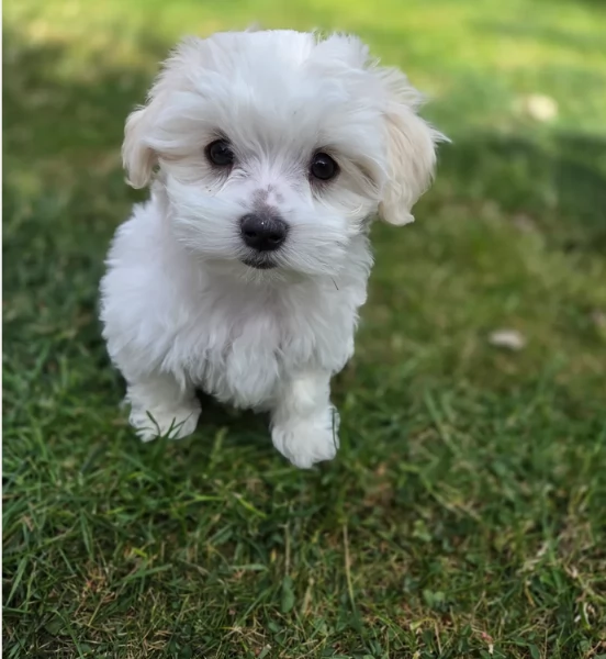 Maltese toy per ladozione | Foto 5