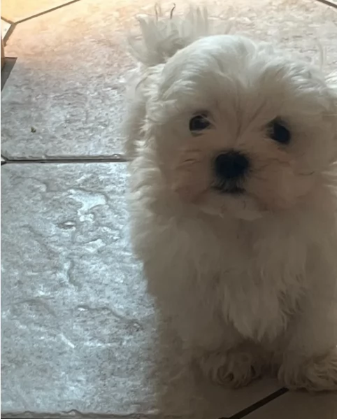 Maltese toy per ladozione | Foto 4
