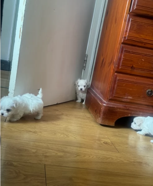 Maltese toy per ladozione | Foto 0
